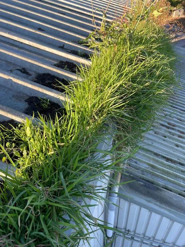 Weeds growing in gutters before cleaning