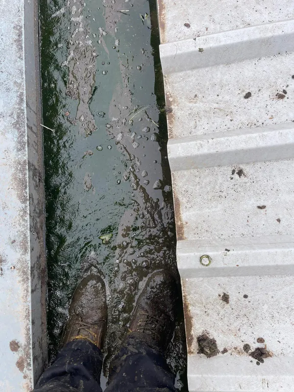 Clogged gutters before cleaning